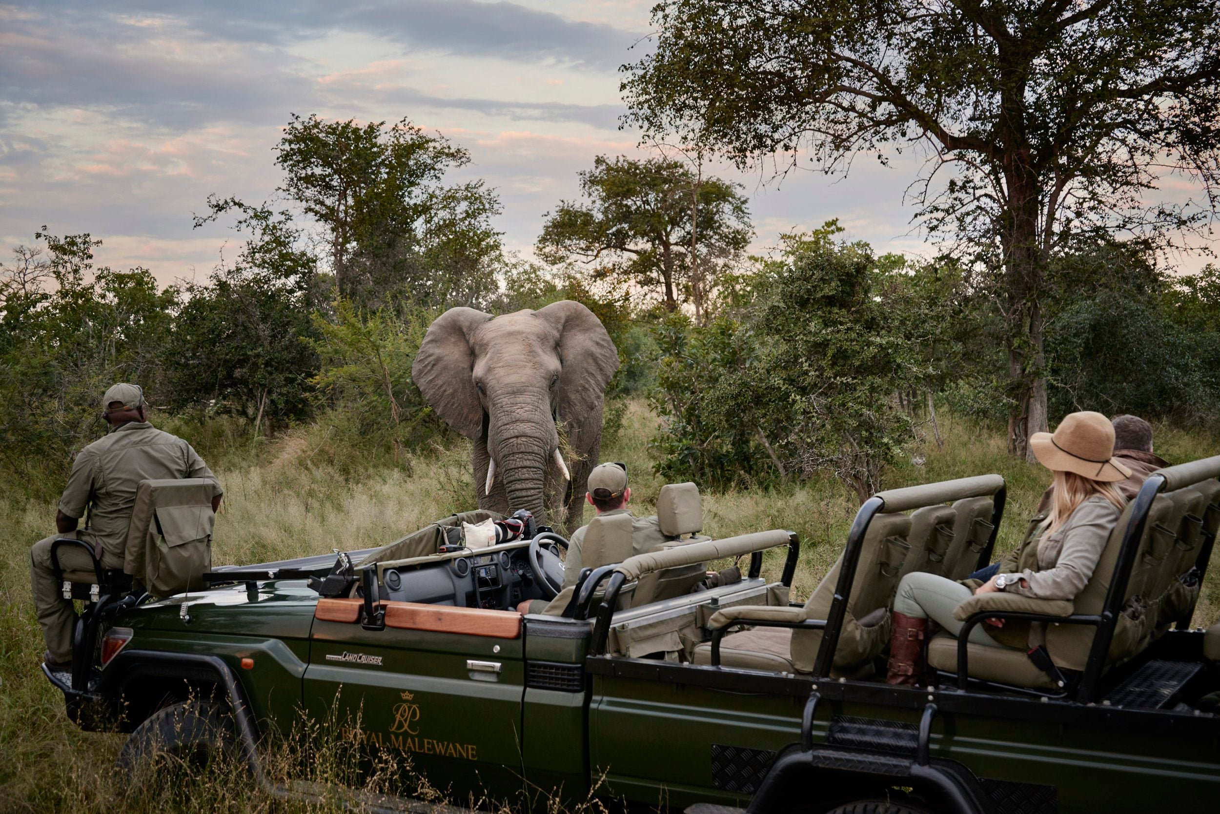 rm-experience-game-drive-elephant.jpg