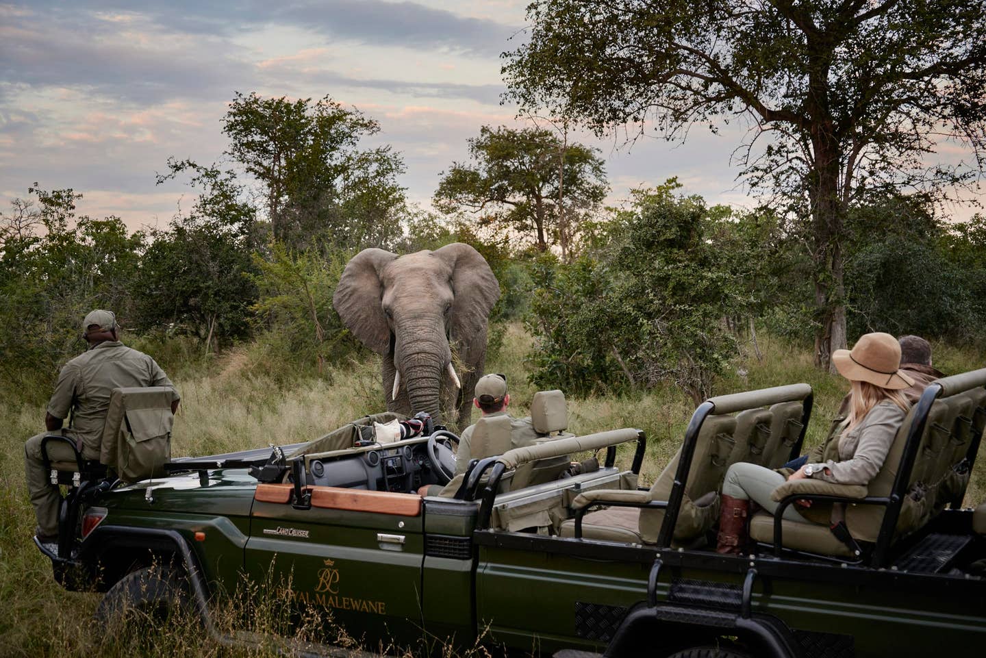 rm-experience-game-drive-elephant.jpg