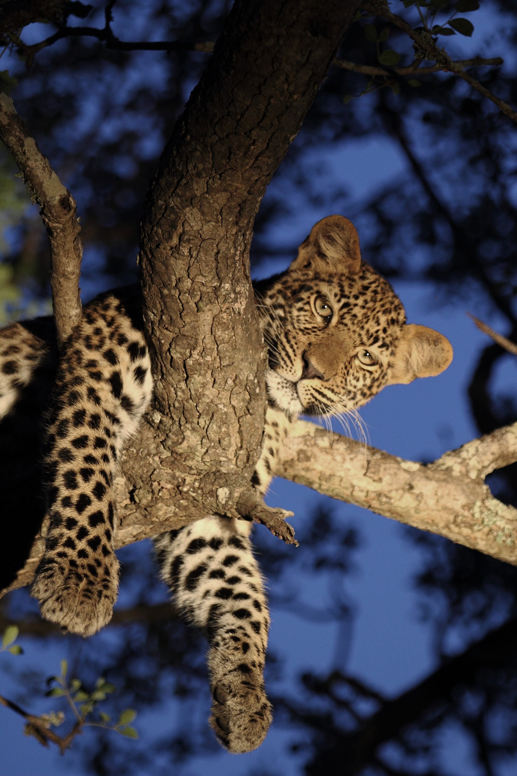 rm-leopard-tree.jpg