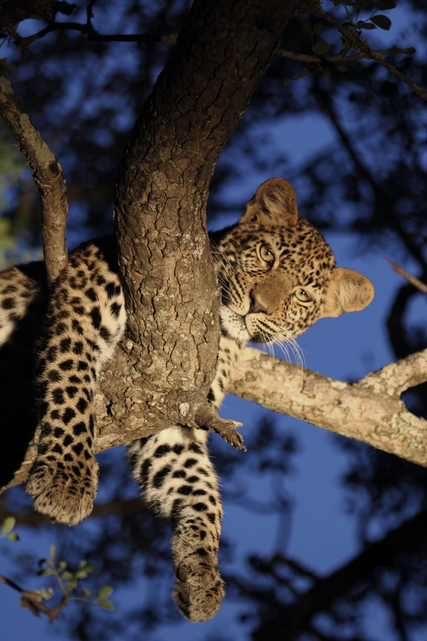 rm-leopard-tree.jpg