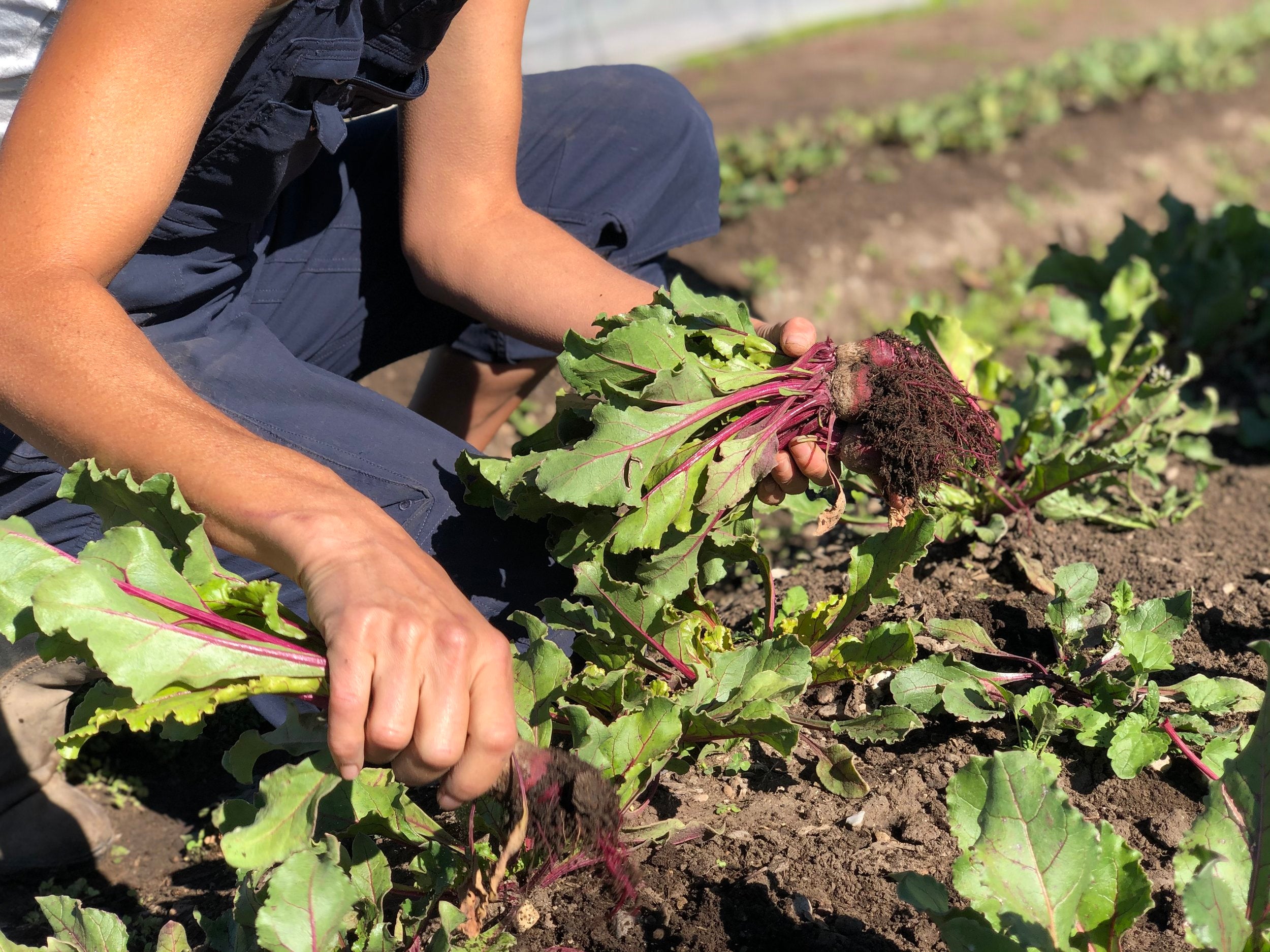 BSK_Experience_Farm_2020_029.jpg