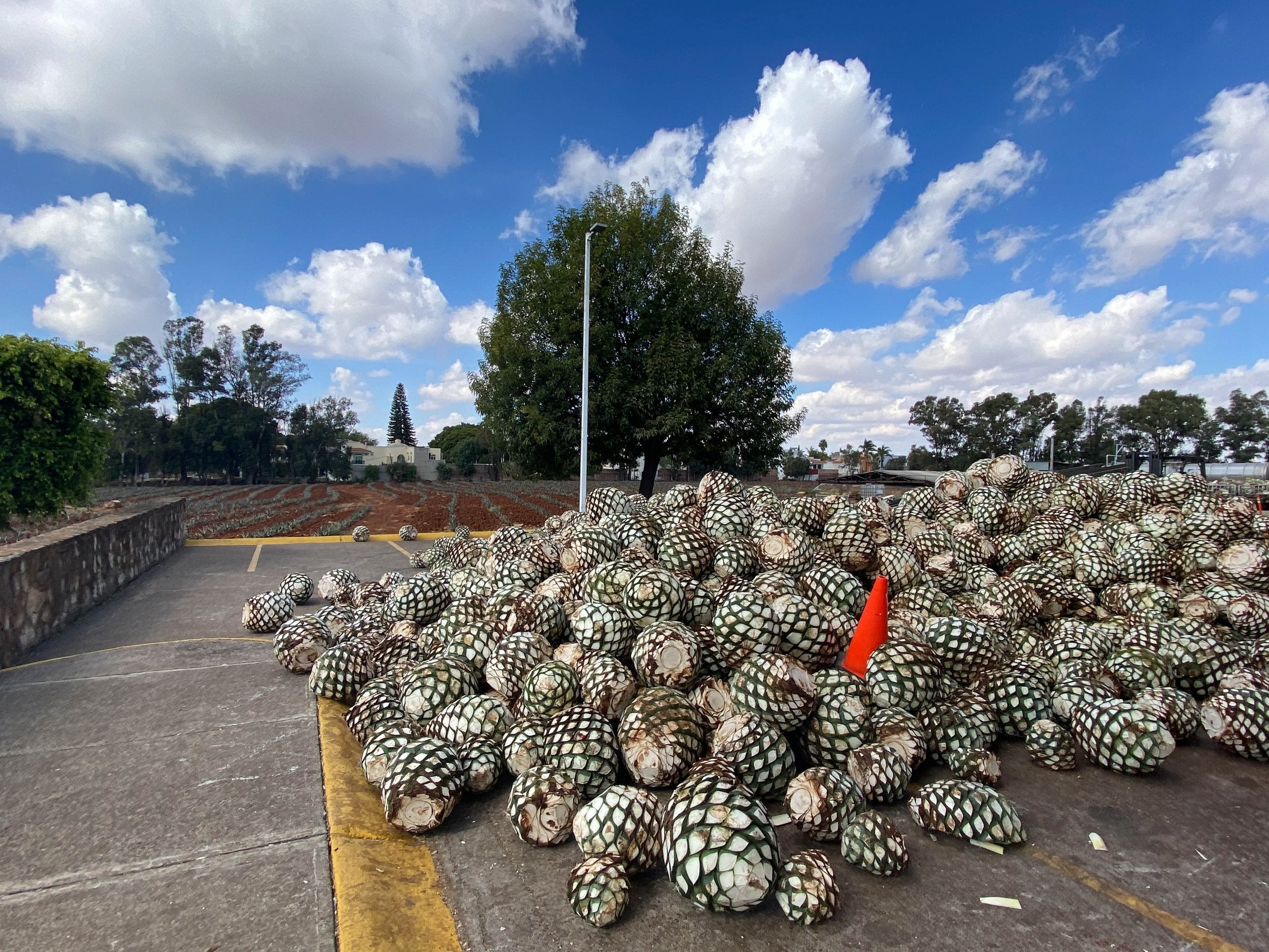 Altos%2BDistillery%2Bagave%2Bpinas%2Bin%2BArandas%2C%2BJalisco%2B3%2B%283%29.jpg