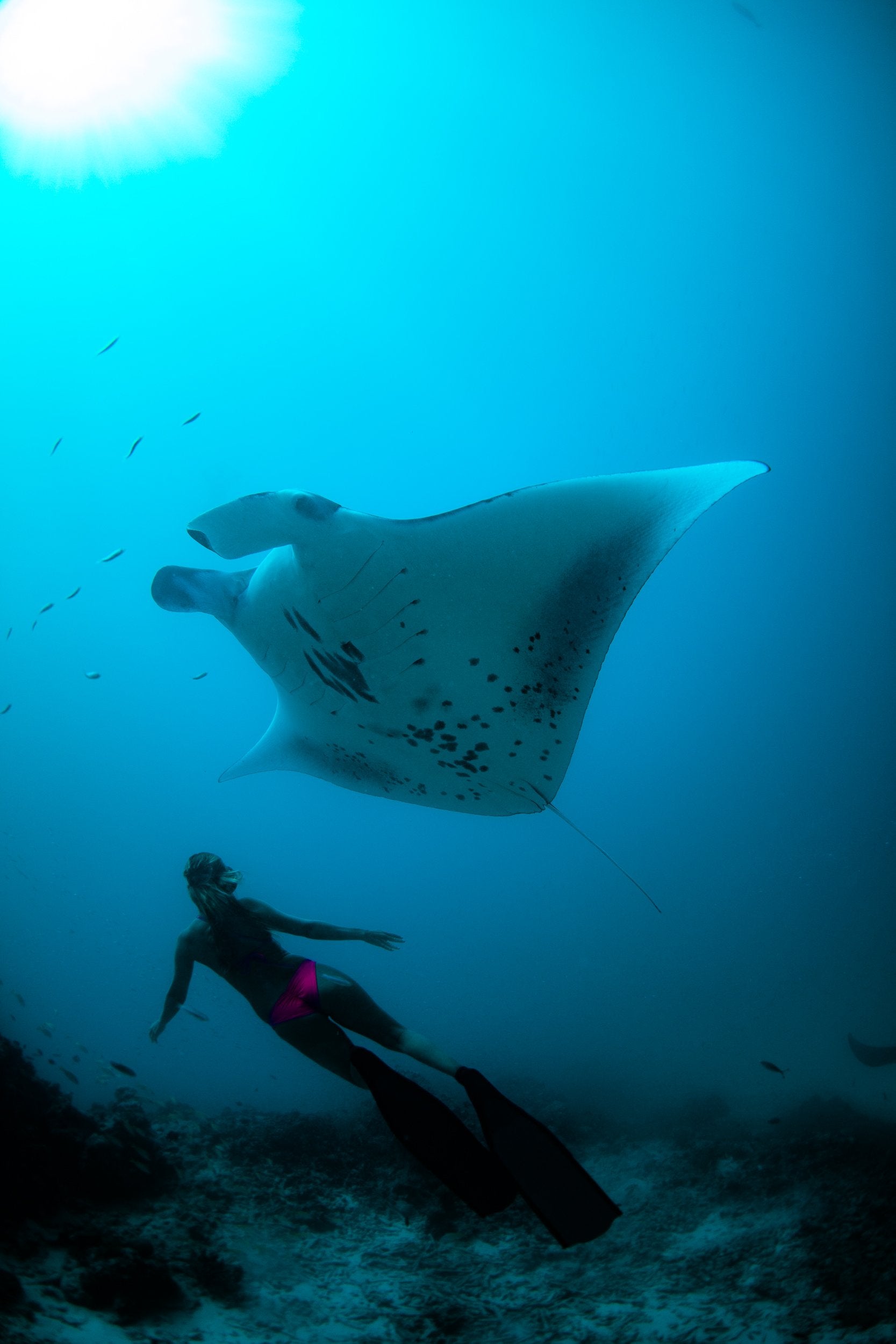 10185_Soneva%2BFushi%2B-%2BSwimming%2Bwith%2BManta%2BRays%2Bin%2Bthe%2BBaa%2BAtoll.jpg